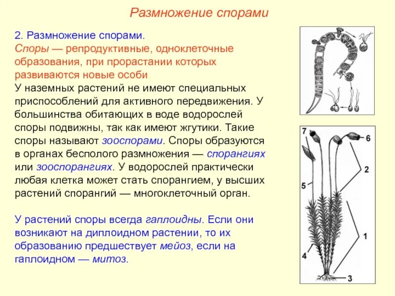 Технология размножения спорами. Сообщение на тему размножение с помощью спор 6 класс кратко. Размножение спорами у растений. Размножение с помощью спор. Условия для размножения спорами