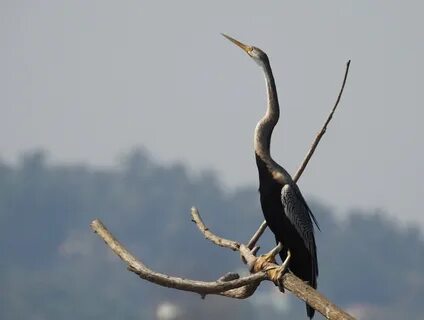 Snakebird