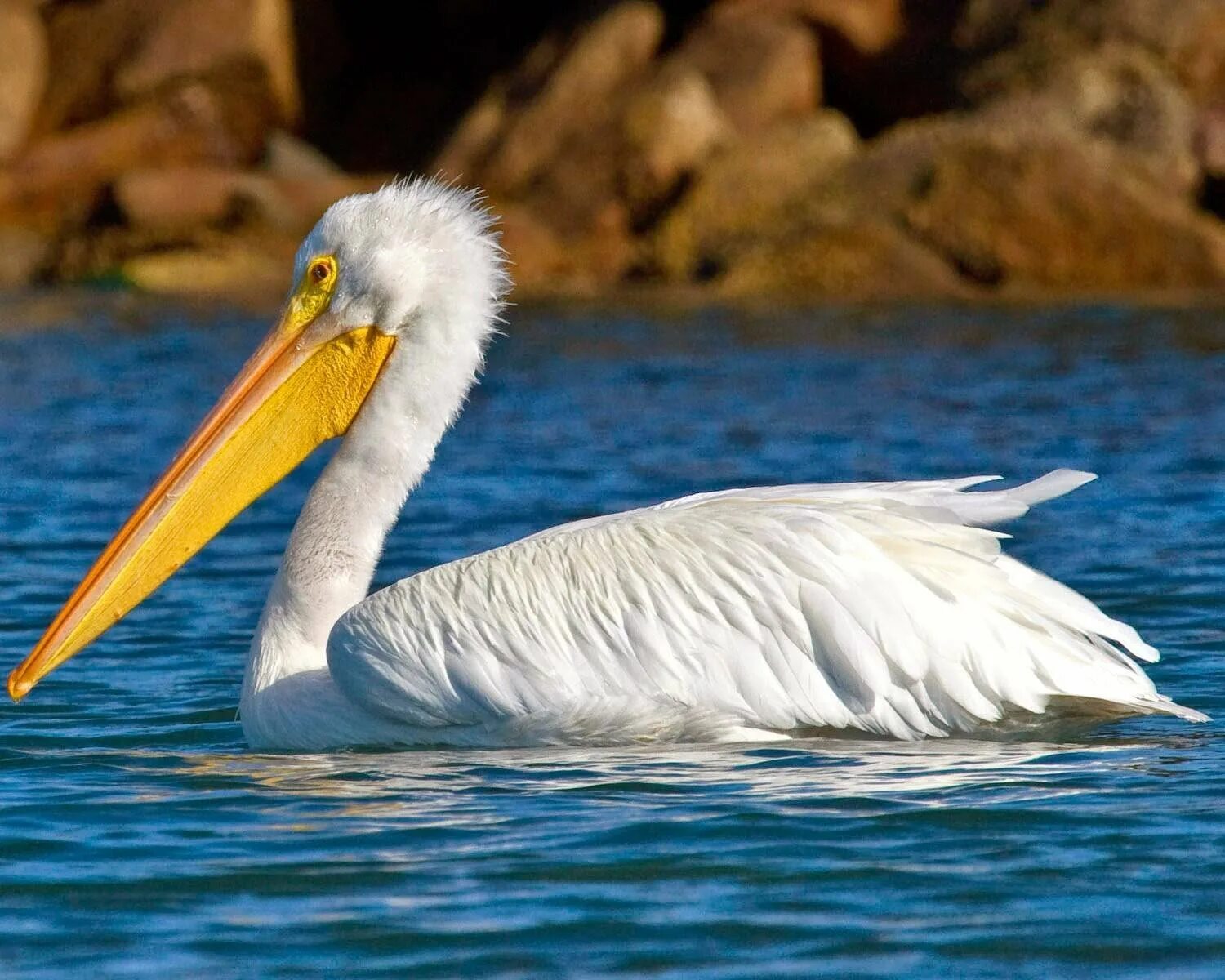 Пеликаны пеликанообразные. Большая водоплавающая веслоногая большая веслоногая птица. Розовый пеликан птица. Пеликан мешконос. Пеликаны пеликанообразные.