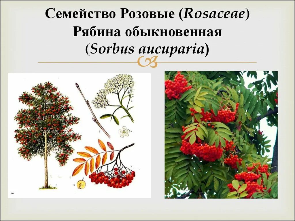 Рябина титан. Рябина сибирская (sorbus sibirica). Рябина сорбус аукупария. Рябина надцарство. Рябина обыкновенная sorbus aucuparia.