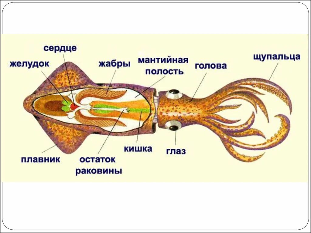 Отдел головоногие. Строение головоногих моллюсков кальмара. Внутреннее строение кальмара. Внутренне строение кальмара. Внутренний хрящевой скелет головоногих.