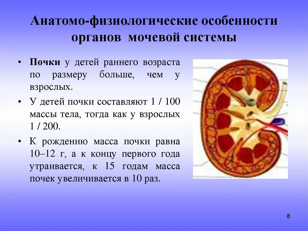 Выделительная система человека строение почки. Физиологическое строение почки:. Афо органов мочевыделения и почек у детей. Анатомо-физиологические особенности строения почек.. В чем особенность строения почечной лоханки