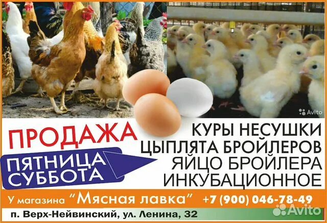 Объявления куплю кур несушек в. Реклама по продаже цыплят. Объявление о продаже цыплят. Куры несушки объявление. Объявление цыплята бройлеры.