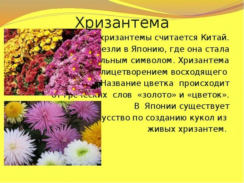 Хризантемы значение цвета. Хризантемы значение цвета