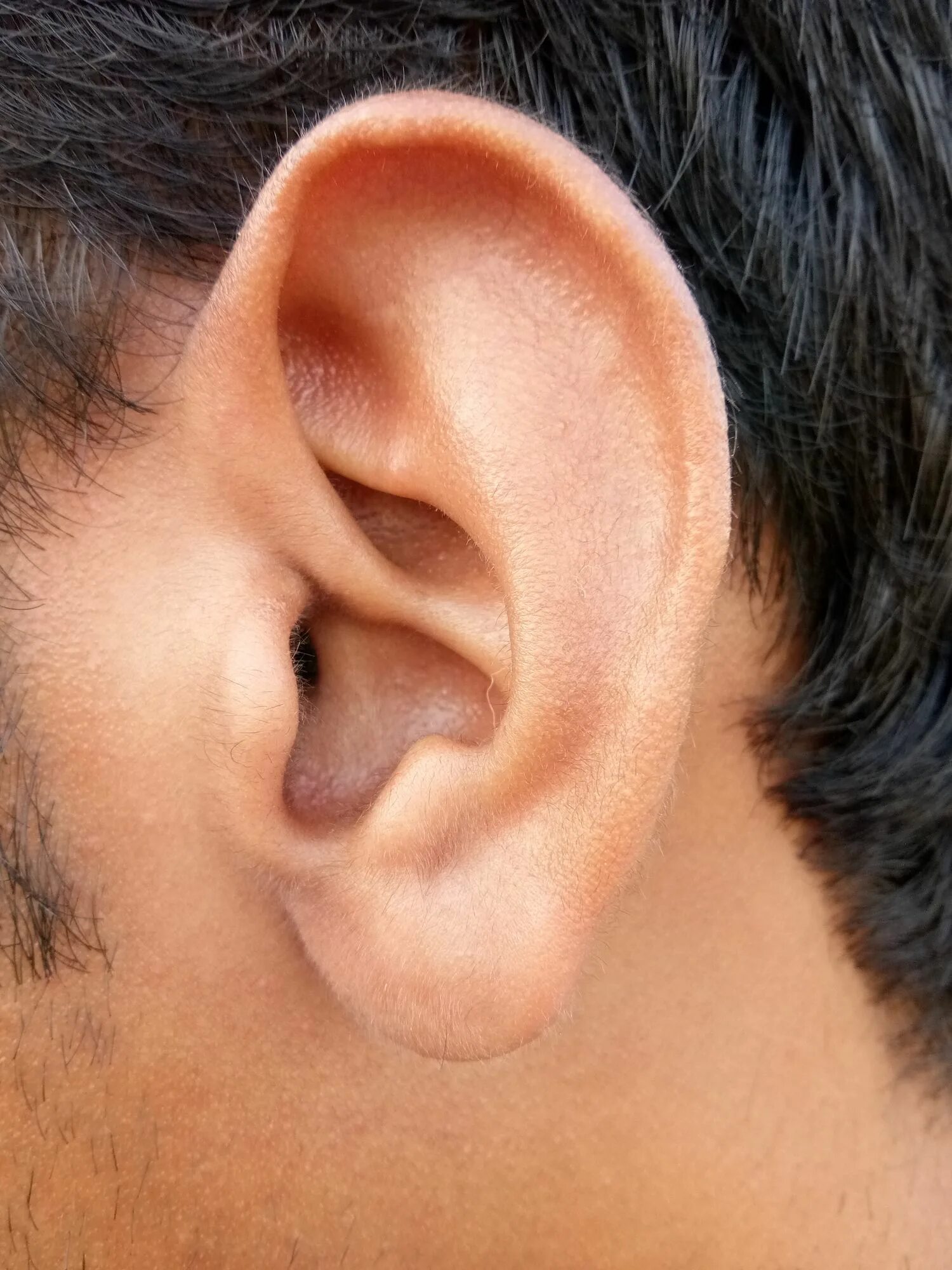 Почему уши острые. Ухо. Ух. Красивая форма ушей.