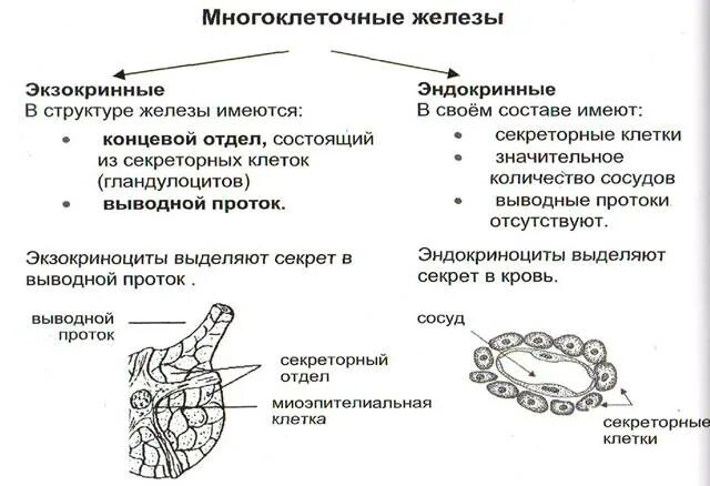 Как отличить железы