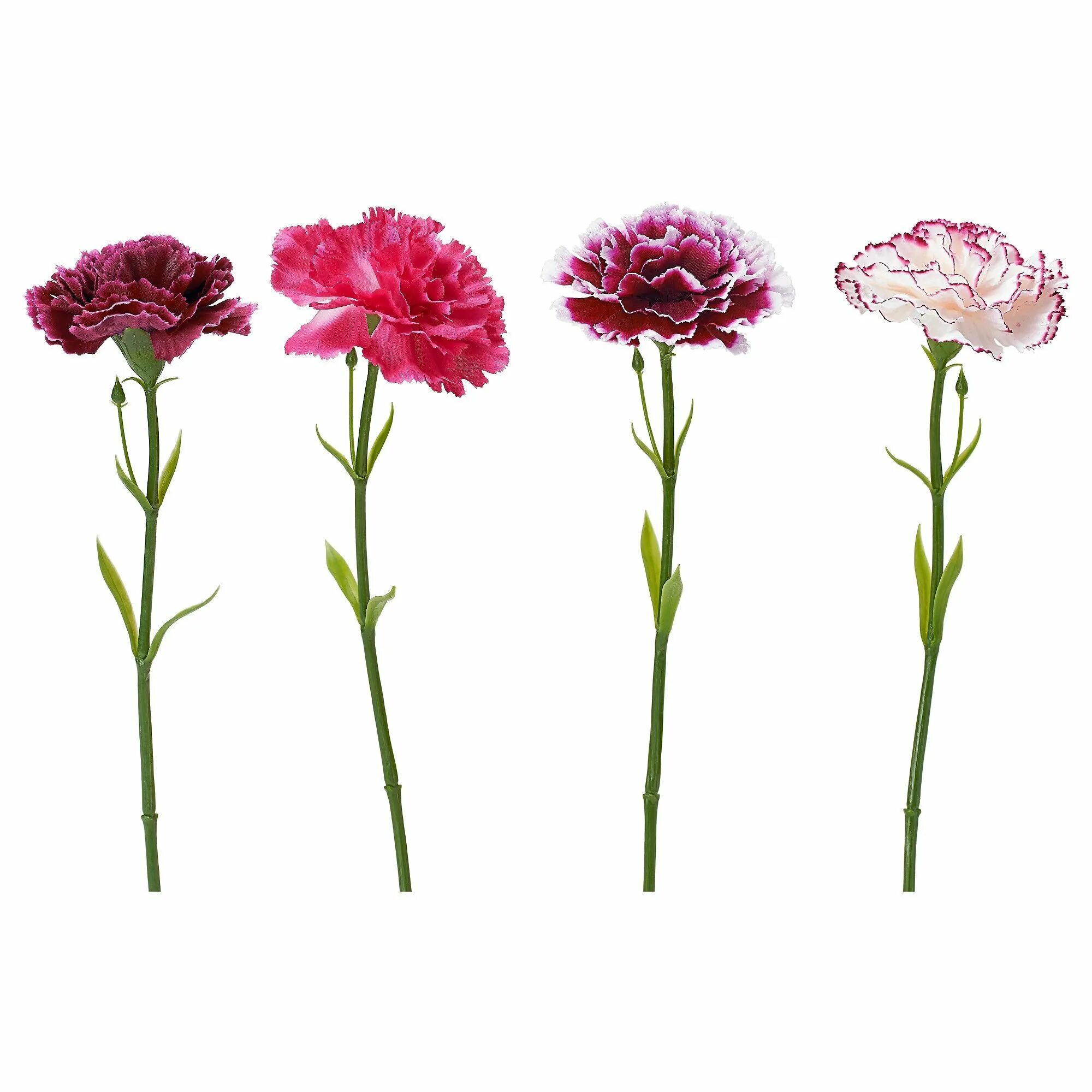 Гвоздика trixi oscar. Гвоздика монвелвет. Какой лист у гвоздики. Цветы "диантус/гвоздика" микс. Зеленая гвоздика оскар.