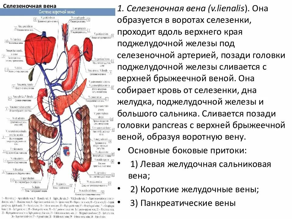 Селезеночная Вена собирает кровь от. Нижняя брыжеечная Вена притоки. Ветви верхней брыжеечной вены. Верхняя селезеночная Вена. Расширение селезеночной вены