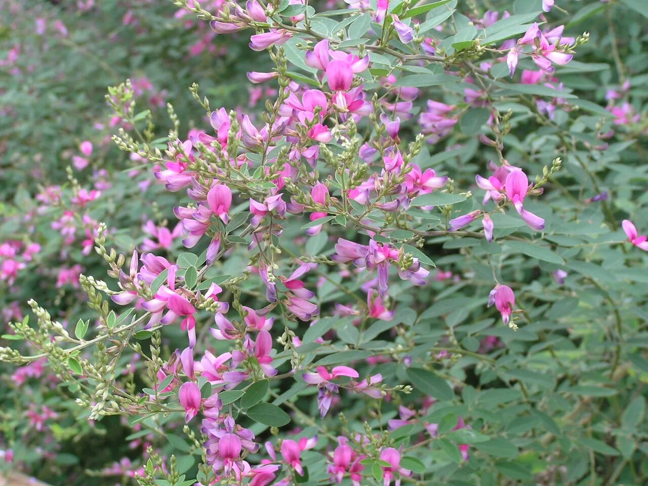 Леспедеца двухцветная фото и описание. Леспедеца двуцветная (lespedeza bicolor). Леспедеца головчатая. Леспедеца корейская. Хаги леспедеца.