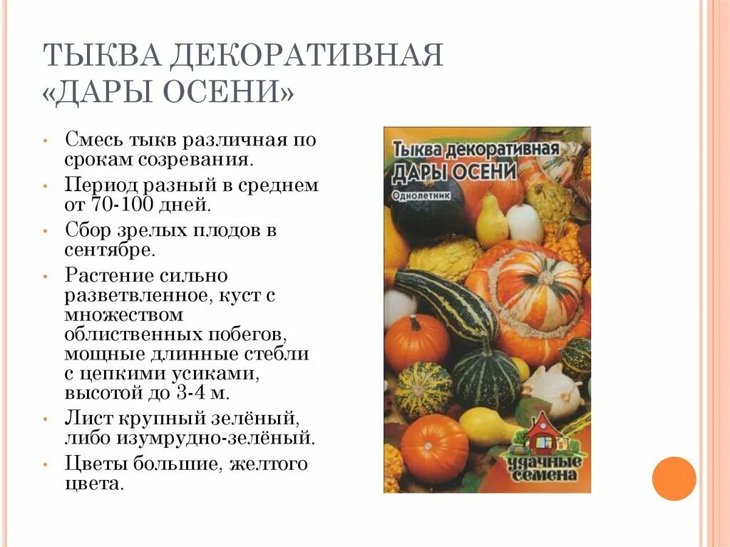 Тыква декоративная дары осени. Технология возделывания тыквы. Созревшая тыква. Тыква срок созревания.