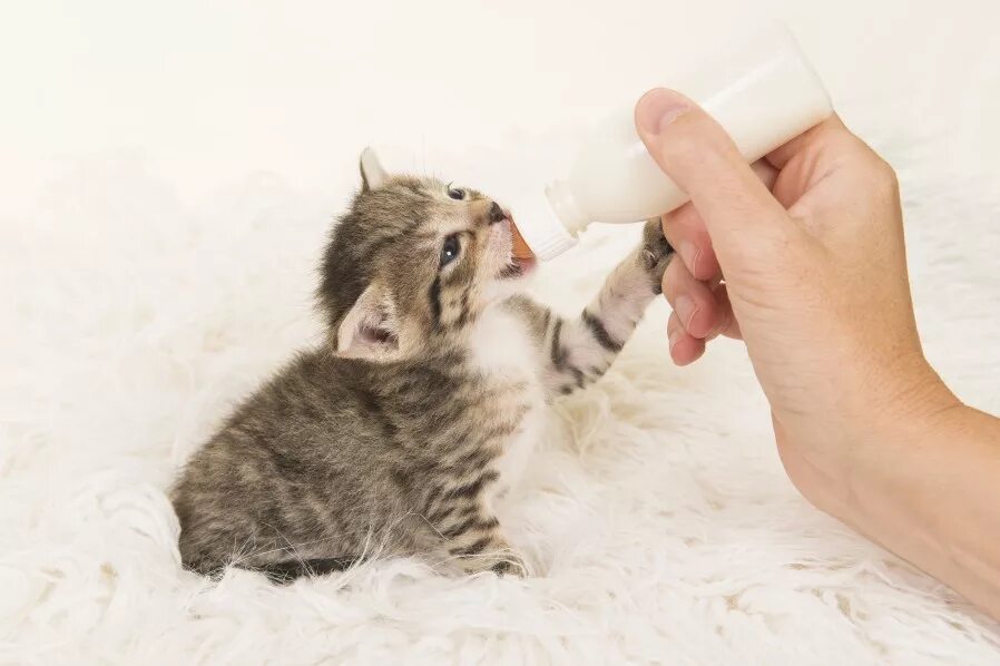 Как заставить котенка есть. Котенок пьет молоко. котенок пьет из бутылочки. котенка кормят из бутылочки. котенок пьет молоко из бутылочки.