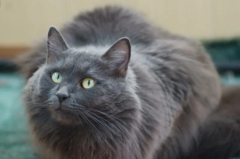 порода сибирский нибелунг. нибелунг (порода кошек). рэгдолл голубой миттед. европейская длинношерстная кошка. нибелунг кошка.