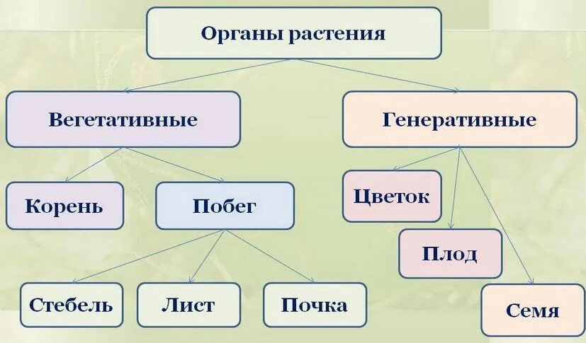 Вегетативные и генеративные органы растений. Генеративные органы растений. Вегетативные и генеративные органы цветка. Вегетативные органы растений и генеративные органы растений.