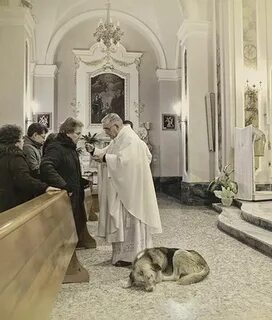 Можно с собакой в церковь