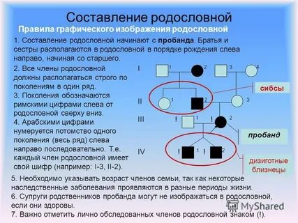 Поколения родословной