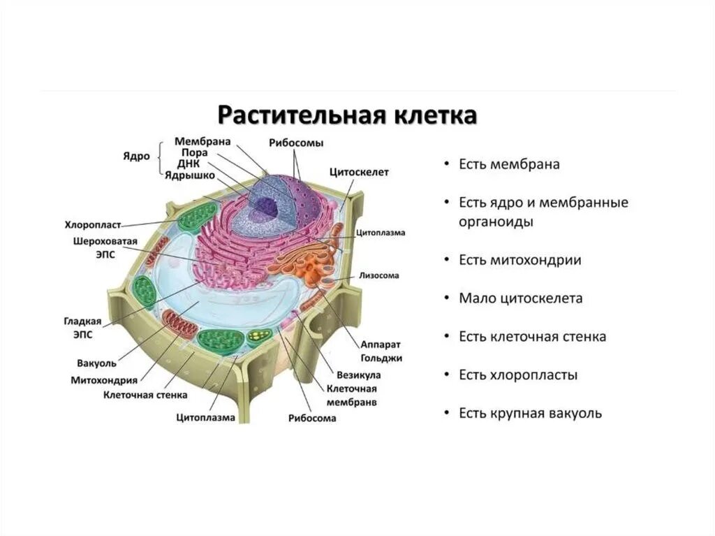 Растительная клетка название органоидов. Строение растительной клетки 9 класс биология. Строение клетки биология 10 класс ЕГЭ. Строение растительной клетки для ЕГЭ по биологии. Органоиды растительной клетки 9 класс биология.