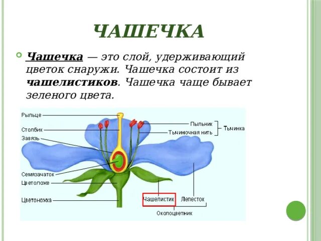 Функция чашелистика. Строение пестика цветковых растений. Части цветка биология 6 класс. Функция чашелистика. Функция венчика у цветка.