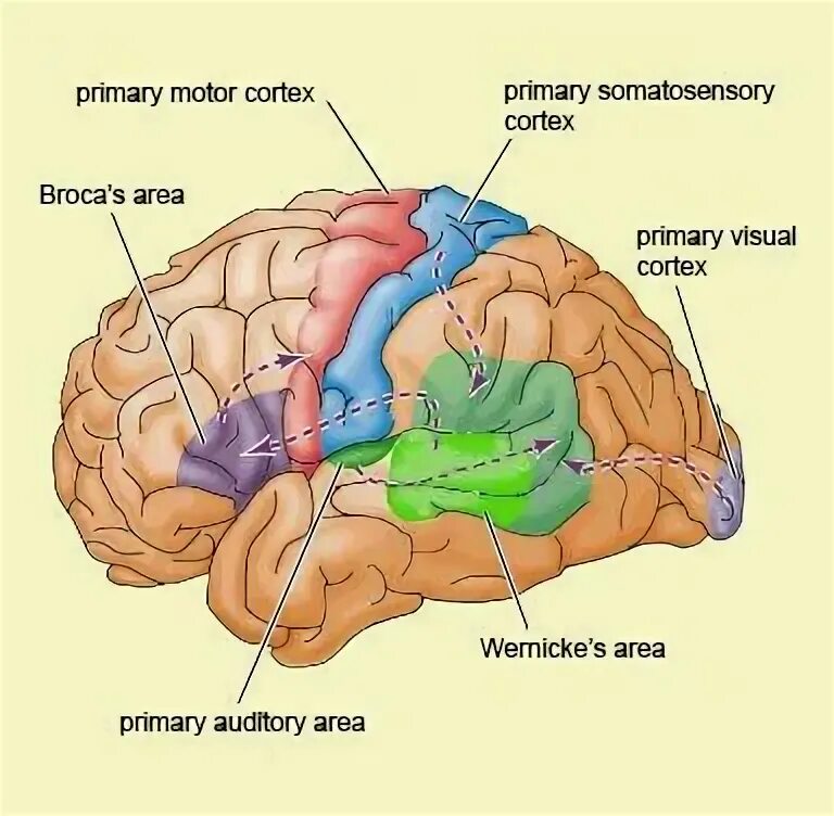 Primary part