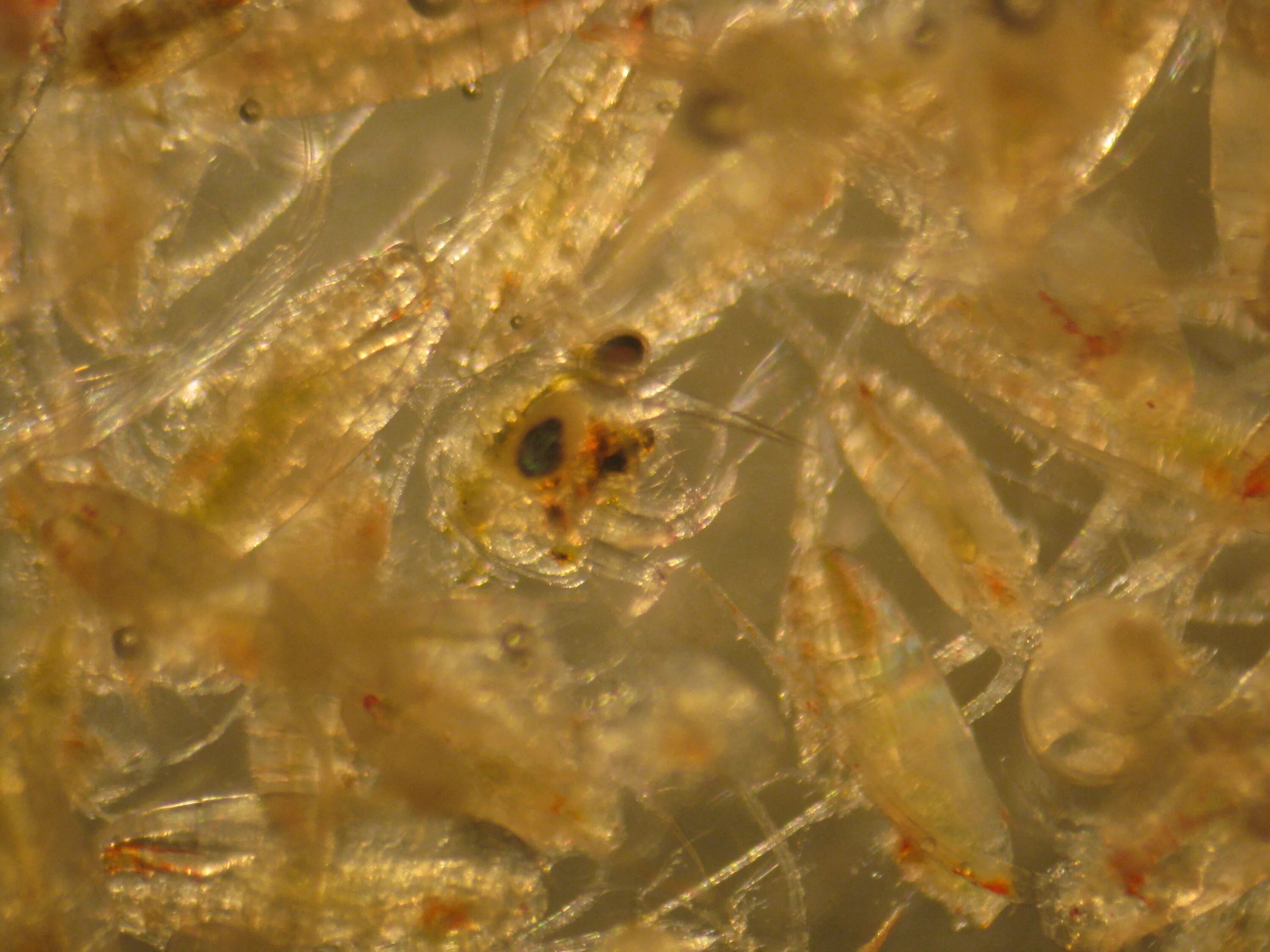 Личинка краба. Зоеа личинка краба. Мегалопа личинка краба. Личинка краба планктона. Стадия личинки у краба Камчатского.