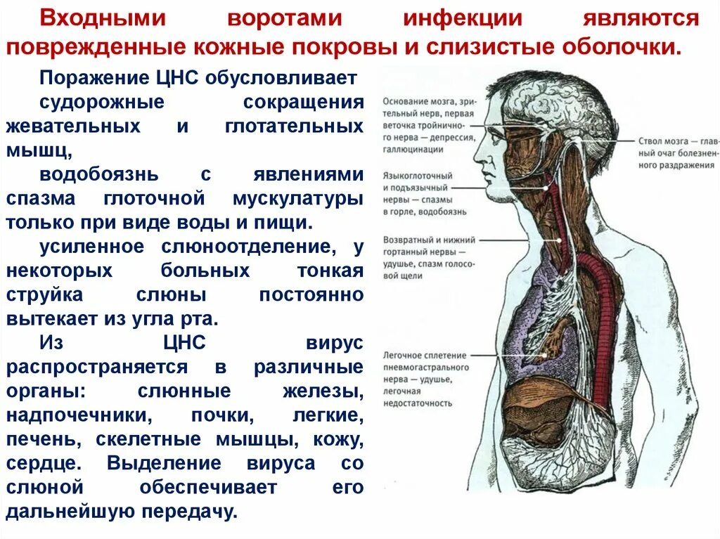 Вирусные инфекции цнс