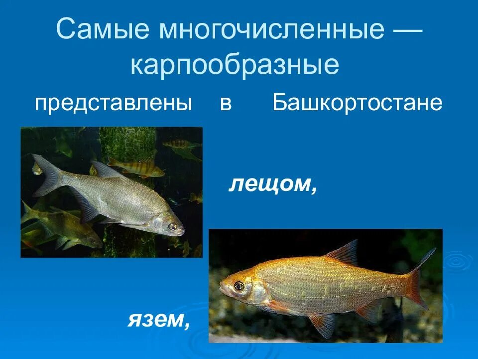 Особенности внешнего строения карпообразных