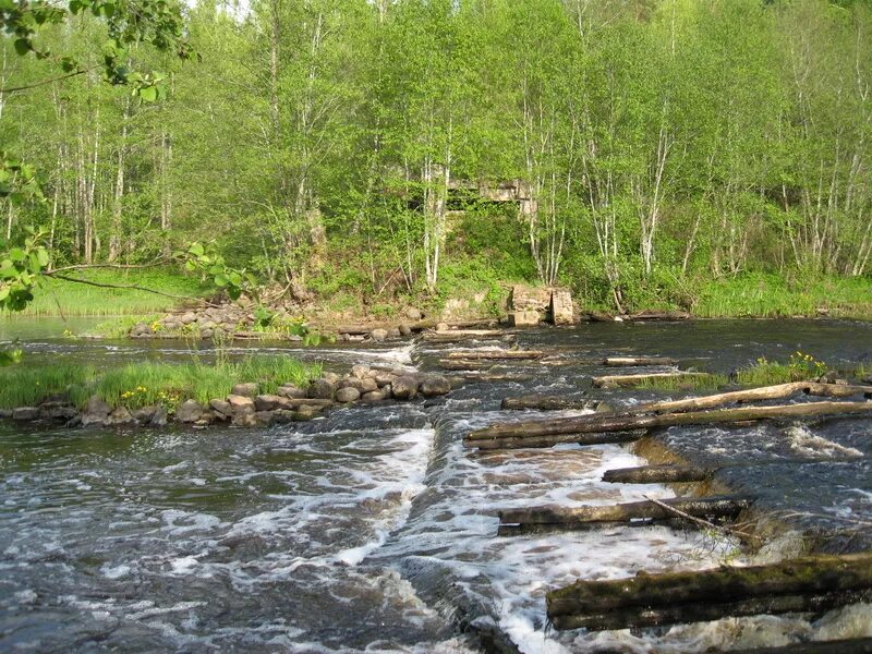 Река саба ленинградская область. Река кобринка гатчинский район. Река саба ленинградская область. Река саба. Обнажения девонских и ордовикских пород на реке саба.