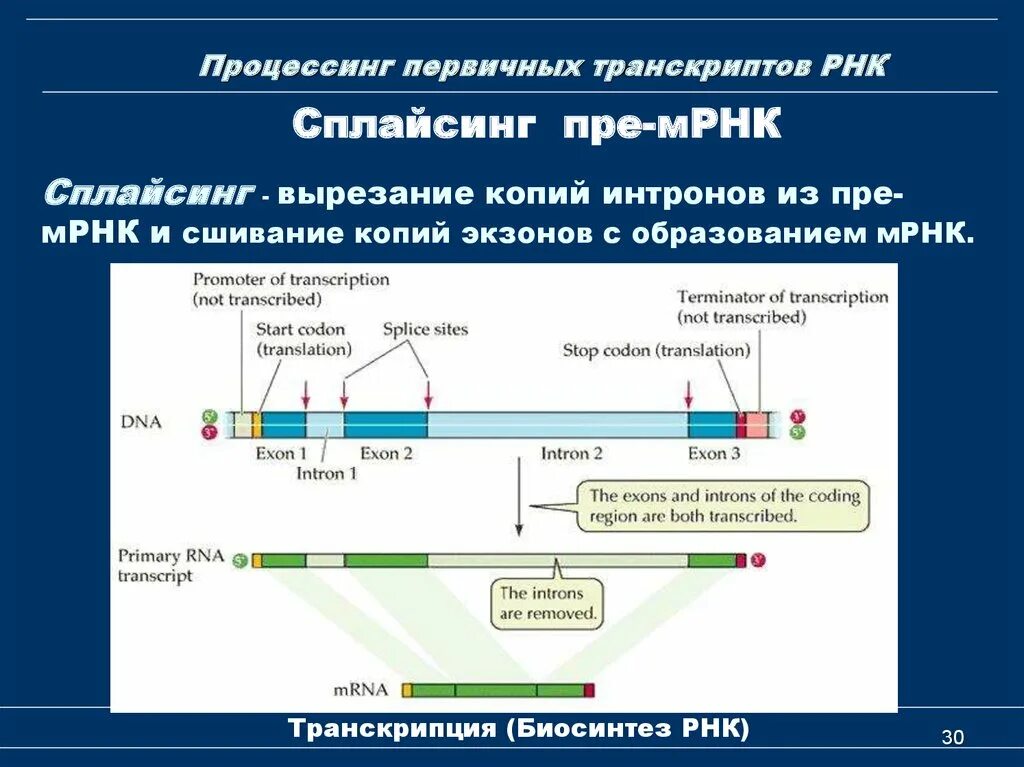 Процессинг РНК схема. Процессинг и сплайсинг в биологии. Сплайсинг РНК кратко. Процессинг первичных транскриптов РНК. Процессинг синтез