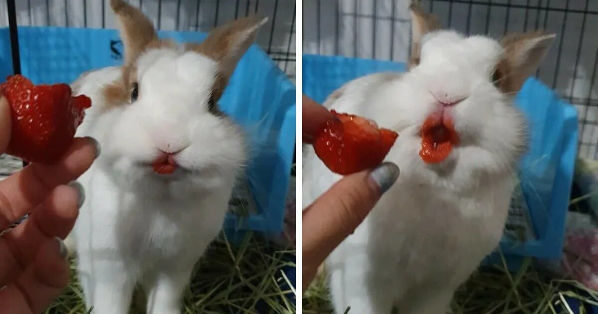 Можно ли кроликам клубнику. Белый заяц ест клубнику. Кролик который кл коубнику.