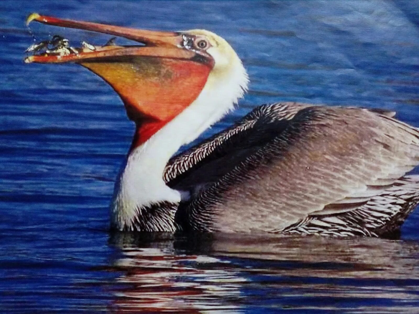 Пеликан водоплавающая птица. Пеликан мешконос птица. Пеликан Южная Америка. Пеликан мешконос птица фото. Пеликан ловит рыбу