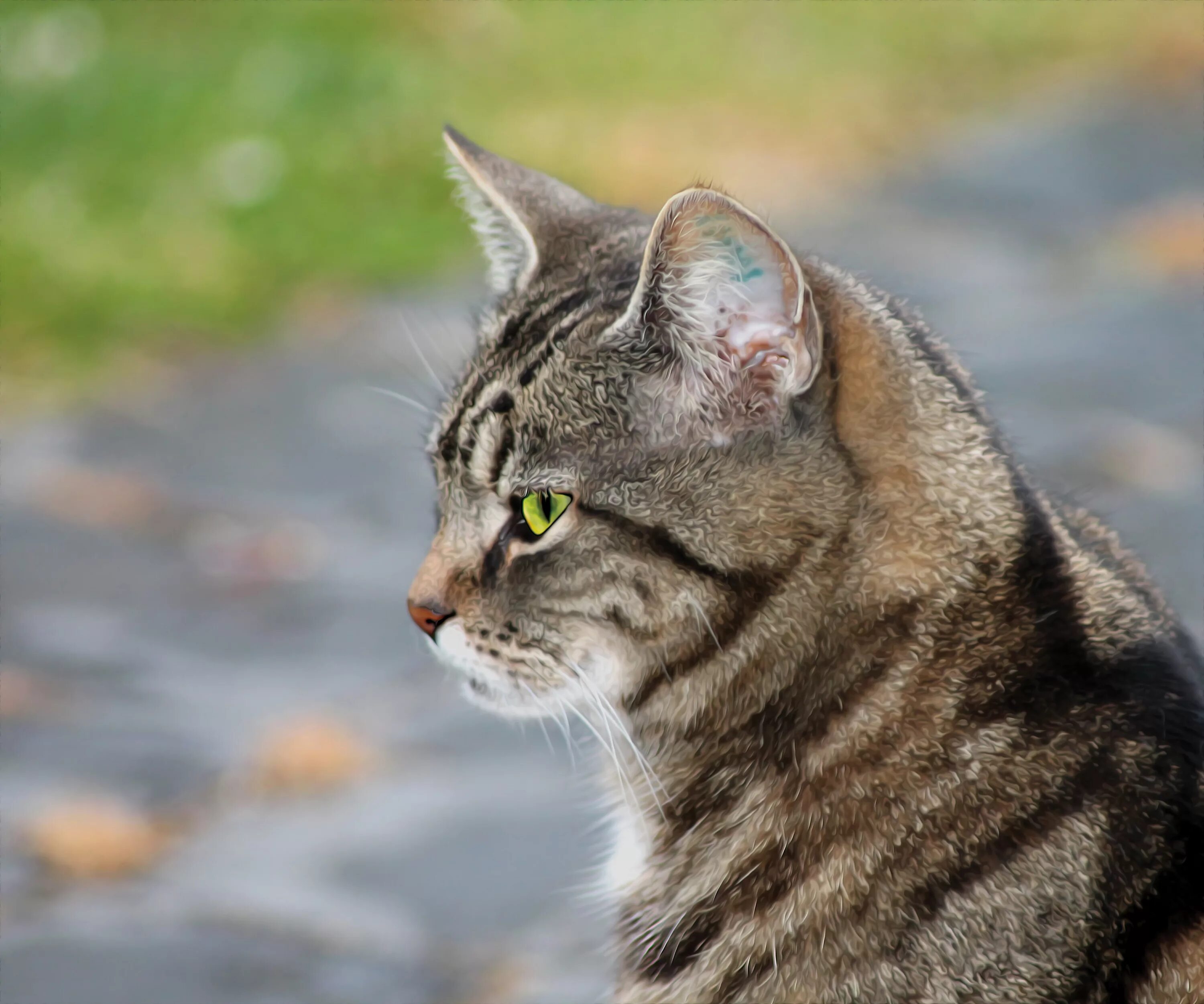 Tonkinese in Australia :: Tonkinese Cats & Kittens Queensland