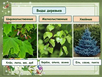 Какому классу относится дерево