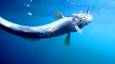 The fish were caught