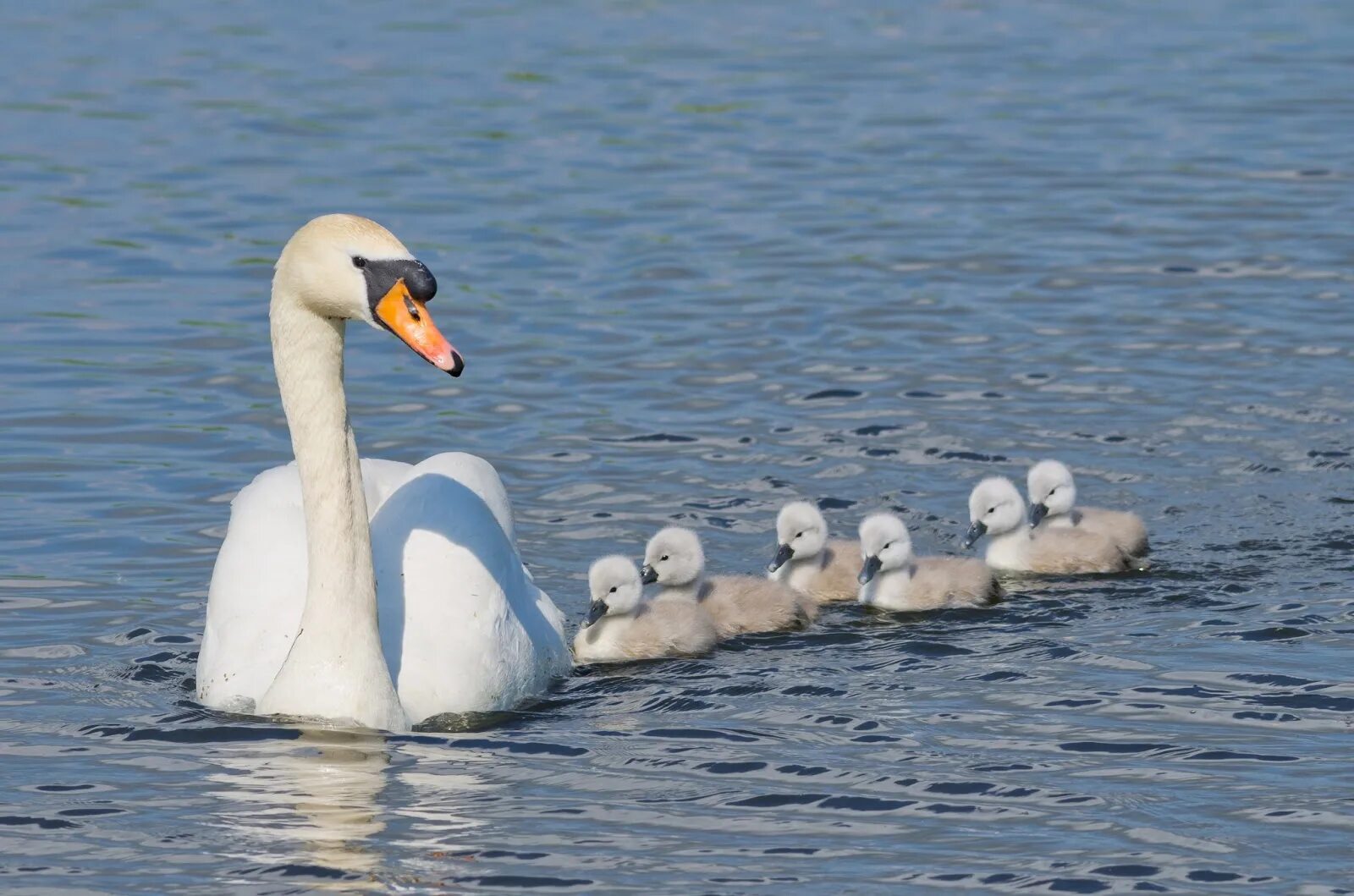 таймырский заповедник тундровый лебедь. малый лебедь (cygnus bewickii). малый лебедь таймыр. малый тундровый лебедь. малый тундровый лебедь.