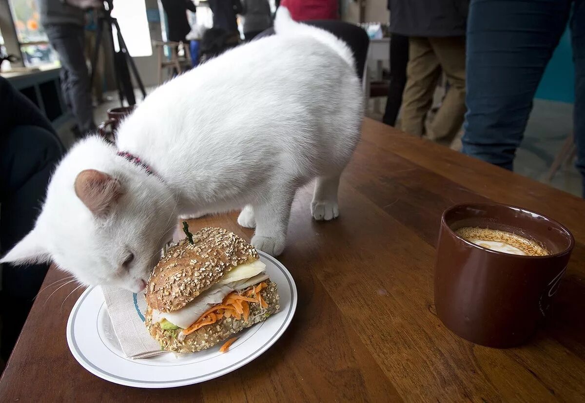 Включи коте ресторан. Кошка в ресторане. Кафе с кошками. Кот в кафе. Кошачье кафе.