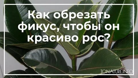 Как обрезать верхушку фикуса