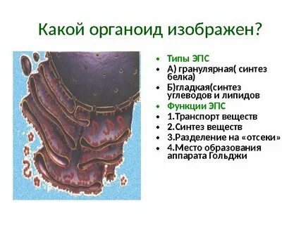 Упаковка синтезируемых веществ органоид