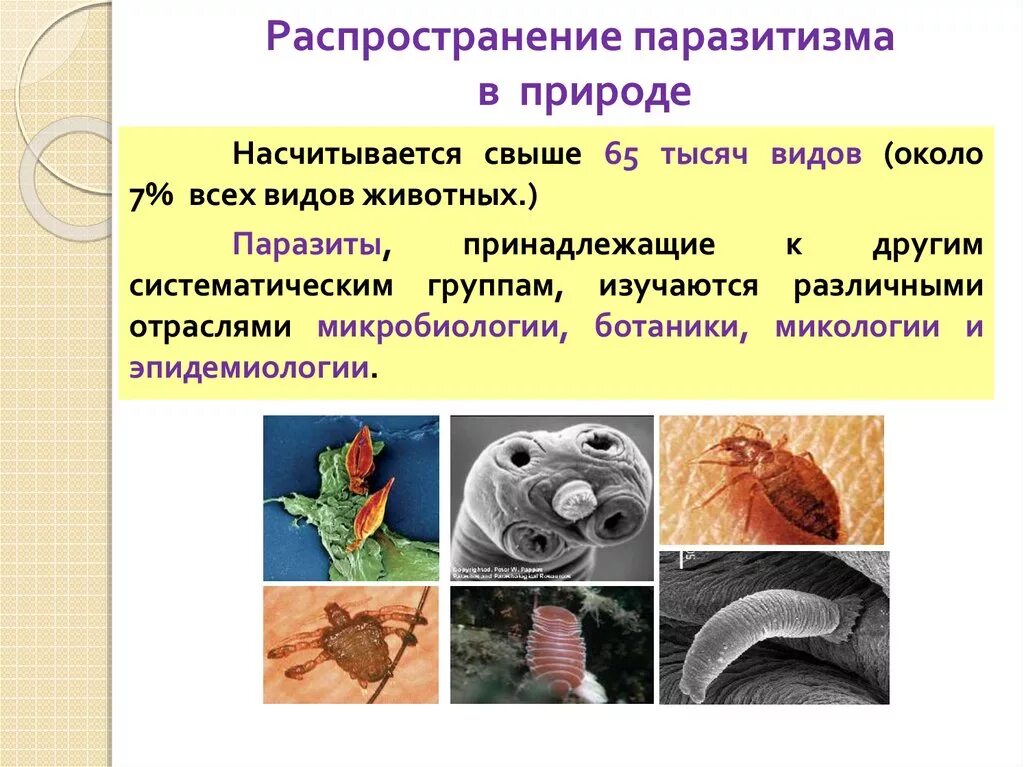 Способен переходить от паразитизма к сапротрофности. Паразитизм примеры. Паразитизм примеры животных и растений. Примеры паразитизма в биологии. Паразитизм это в биологии.