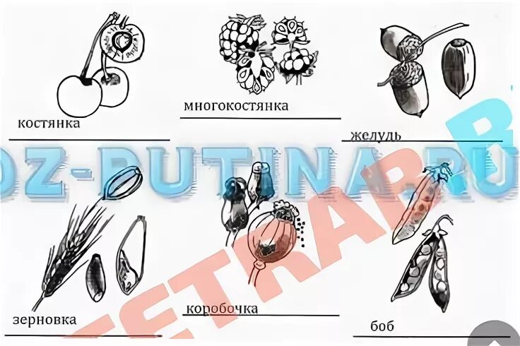 Выполните лабораторную работу классификация плодов. Классификация плодов 6 класс биология. плоды биология 6 класс ответы. рабочая тетрадь 6 класс плоды.