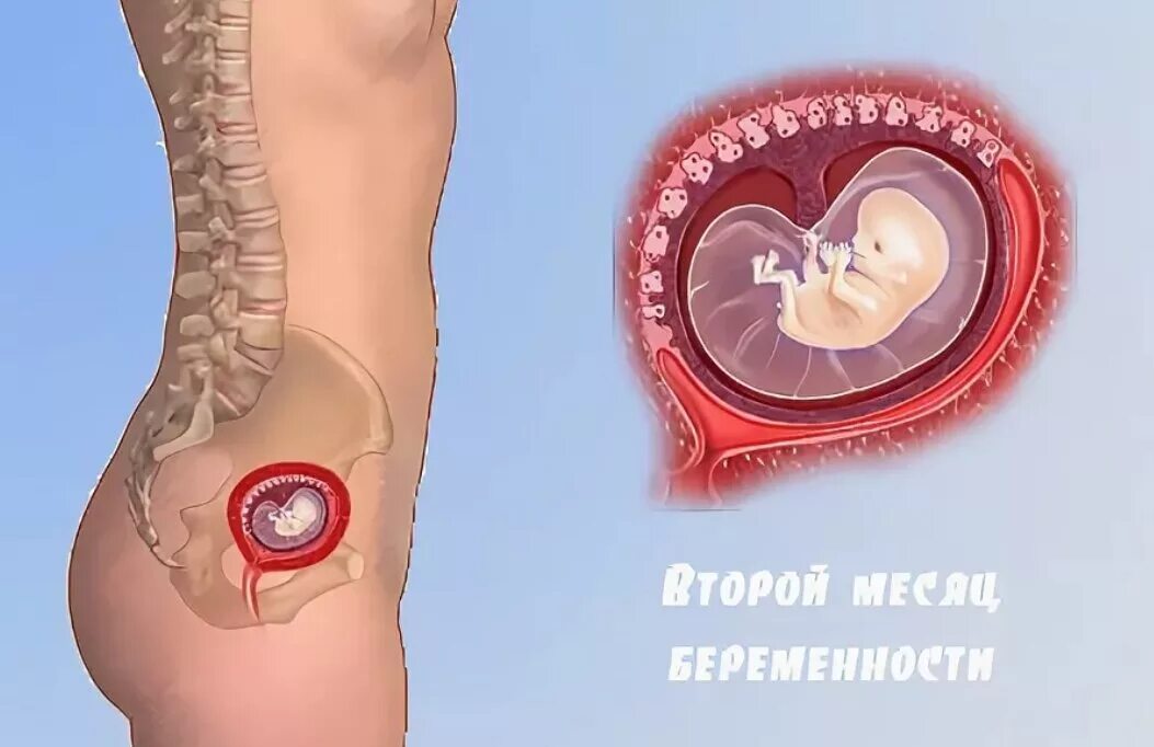 Беременна 2 месяц