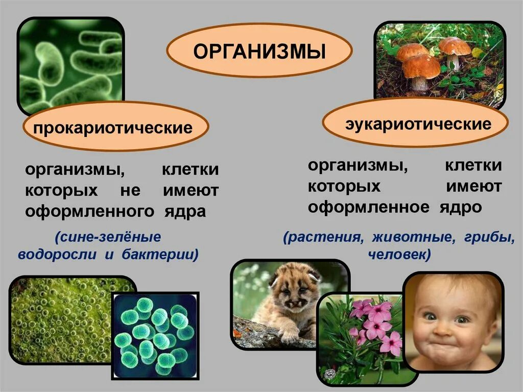 Прокариотические организмы. Прокариотические организмы и их роль в биоценозах. Прокариотическая организ. Примеры прокариотических организмов. Какие организмы относятся к данной группе