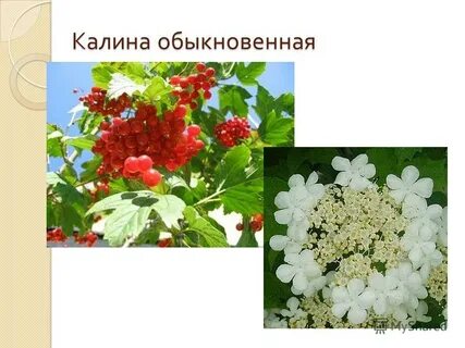 Имя калина
