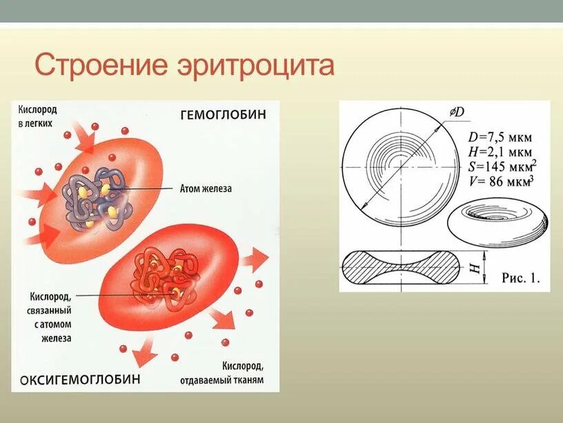 Цитоплазма эритроцитов человека. Строение эритроцита человека схема. Строение эритроцитов лягушки рисунок. Строение эритроцитов в крови. Эритроциты биология 8 класс.