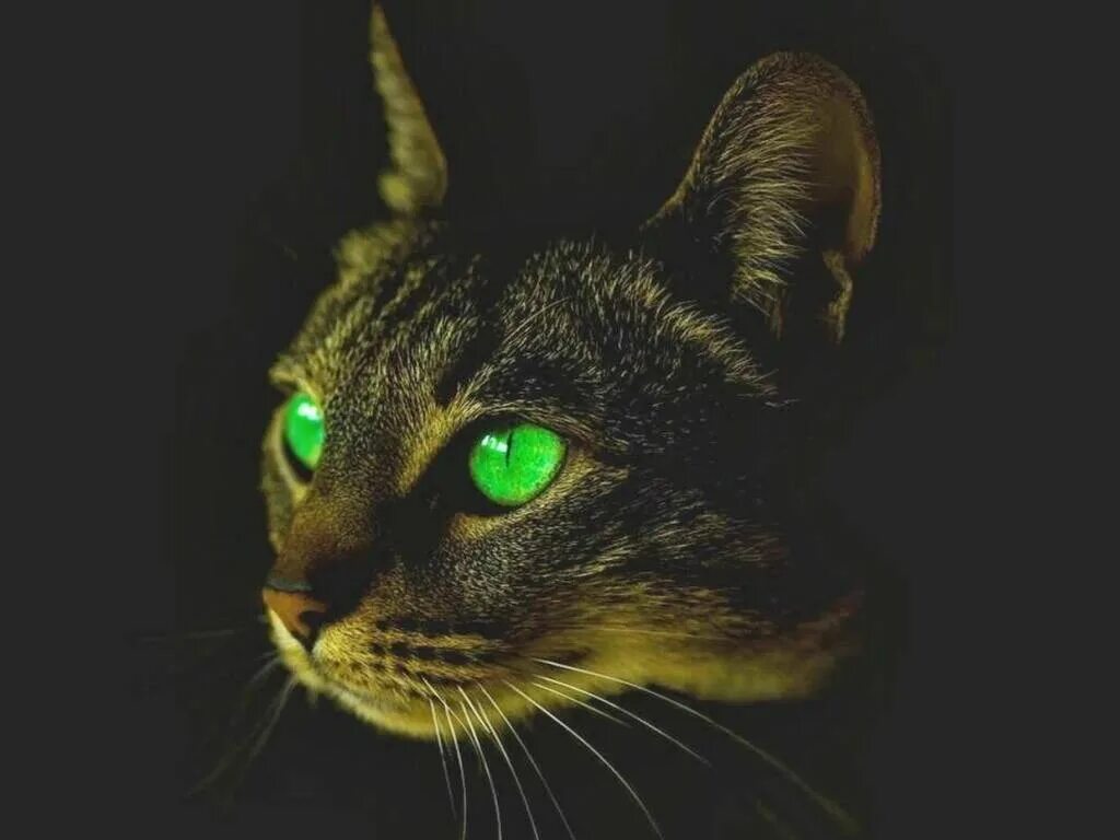 Глаза кота в темноте. Чёрный кот. Кошачьи глаза в темноте. Кошка в темноте. Кошачий глаз.