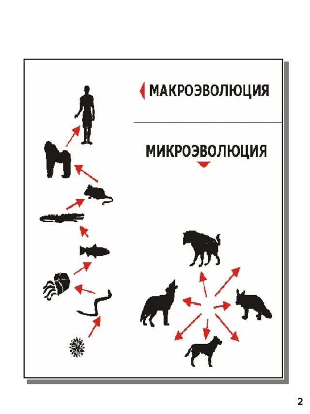 Макроэволюция и микроэволюция схема. Микроэволюция и Макроэволюция. Закономерности макроэволюции. Примеры макро ЭВОЛЮЦИЙ. Тема микроэволюция и макроэволюция