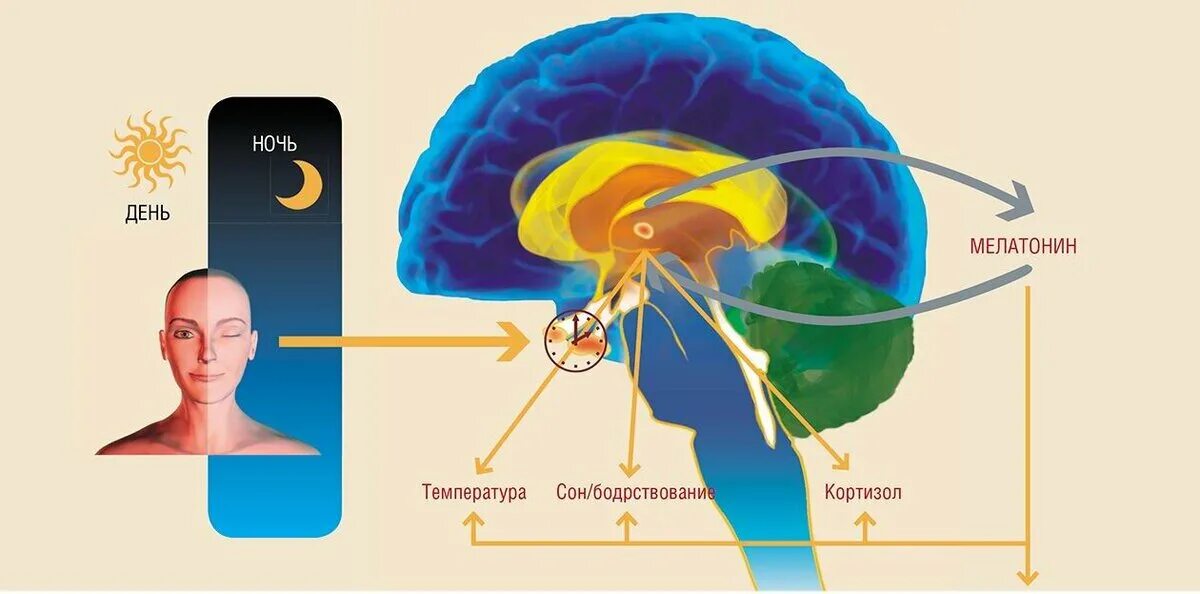 Влияние светового дня на человека. Шишковидная железа мелатонин. Мелатонин гормон эпифиза. Мелатонин гормон шишковидной железы. Гормоны сна и бодрствования.