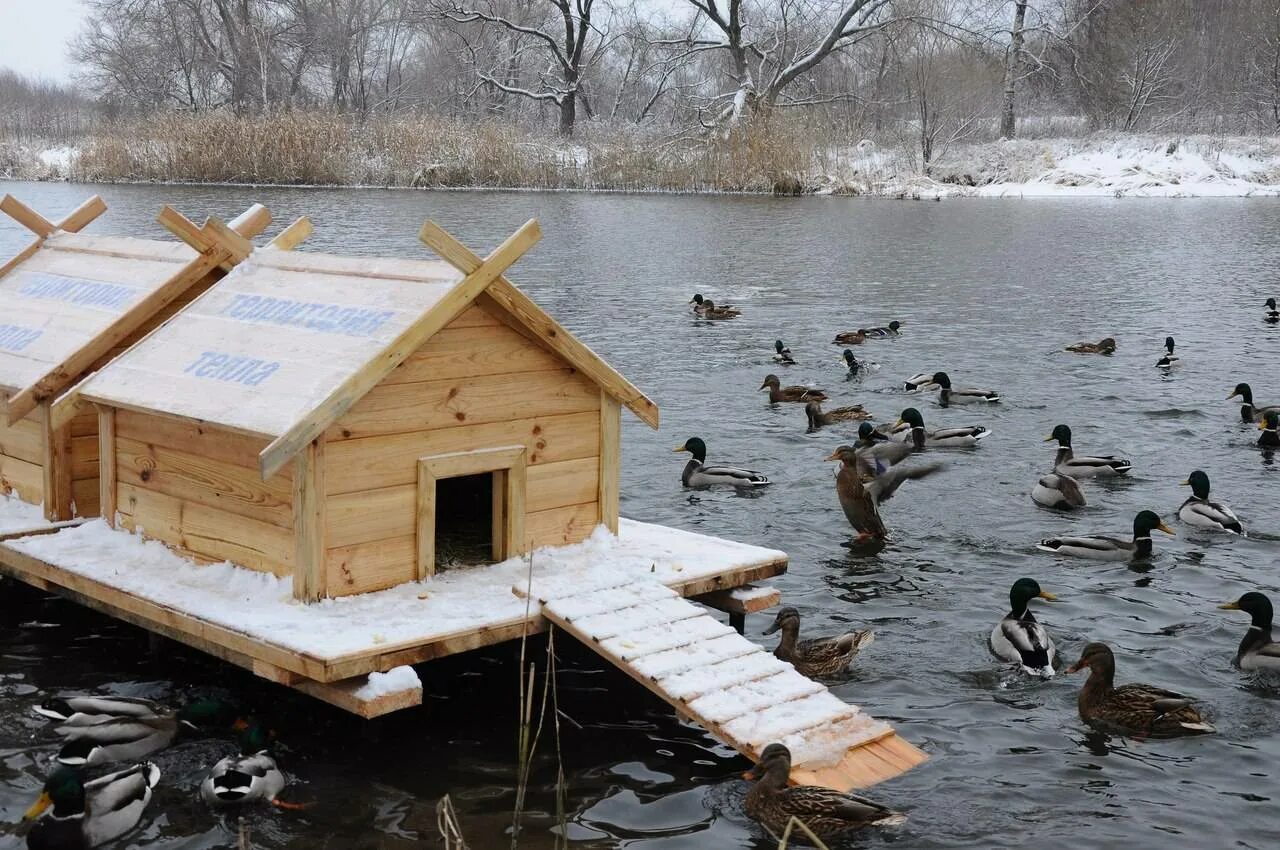 Декоративный домик для уток. Домик для уток на пруду. Дом для уток ржев. Домик для уточки. Домик для уток.