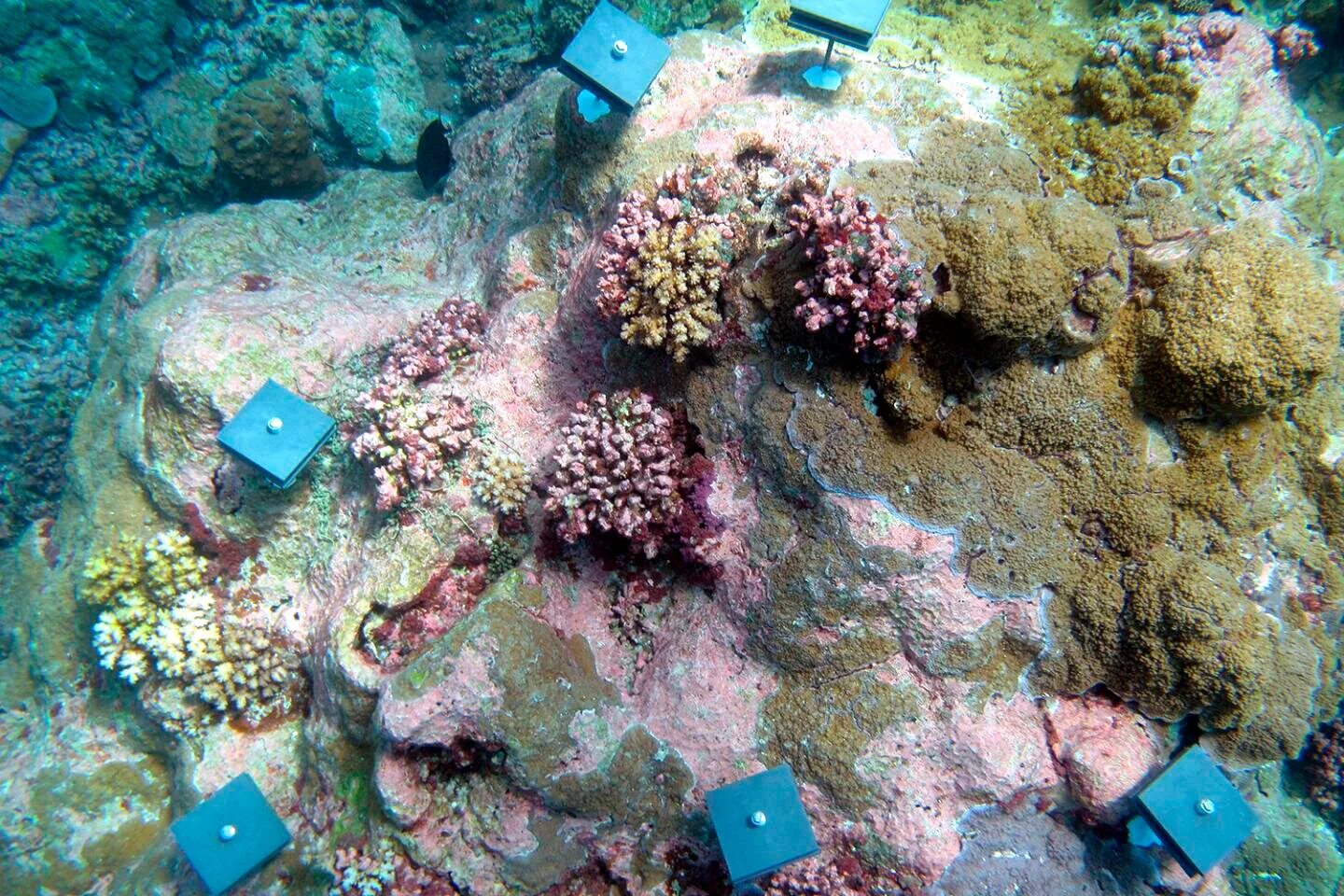 Экосистема кораллового рифа. Морское обрастание. Обрастание морских судов водорослями. Корабли водоросли обрастание. Обрастание подводных сооружений.