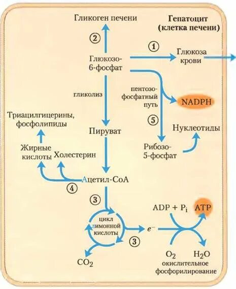 Образования глюкозы в печени. Метаболизм Глюкозы схема. Схема метаболизма гликогена в гепатоцитах. Схема пути метаболизма глюкозо-6-фосфат.