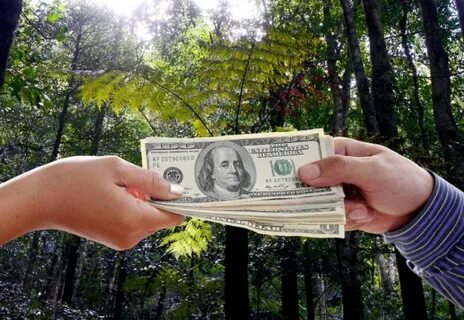Forest money