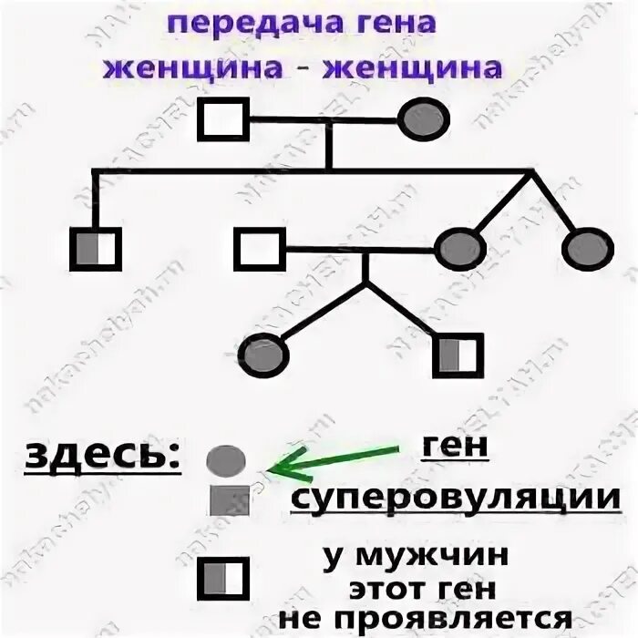 Двойня по какой линии. По какой линии передается двойня. по какой линии передается двойня и близнецы. двойня передается по наследству по какой линии. близнецы передаются по какой линии наследству.